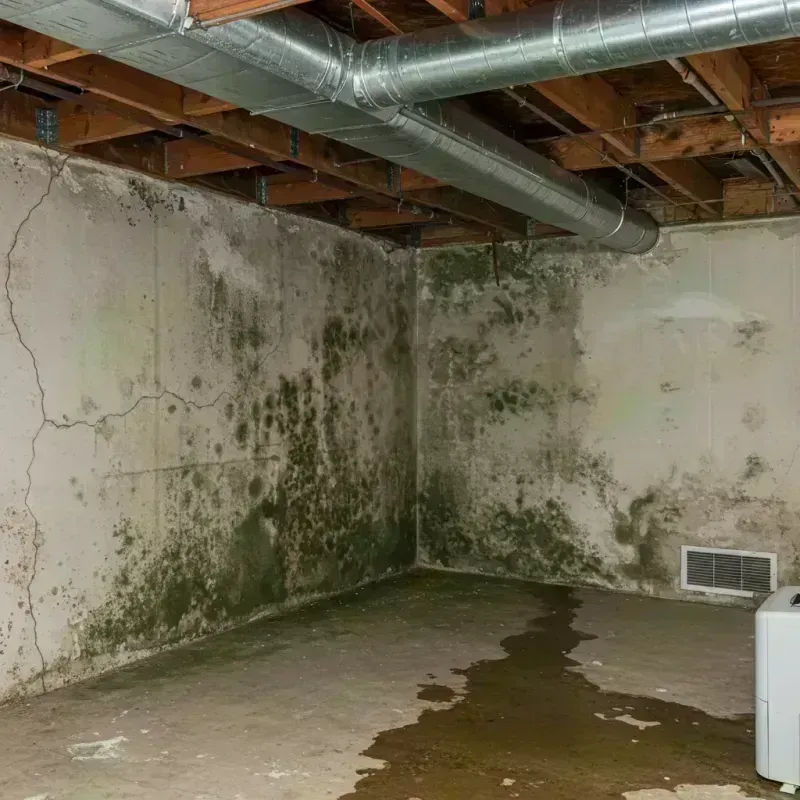 Professional Mold Removal in Kane County, IL